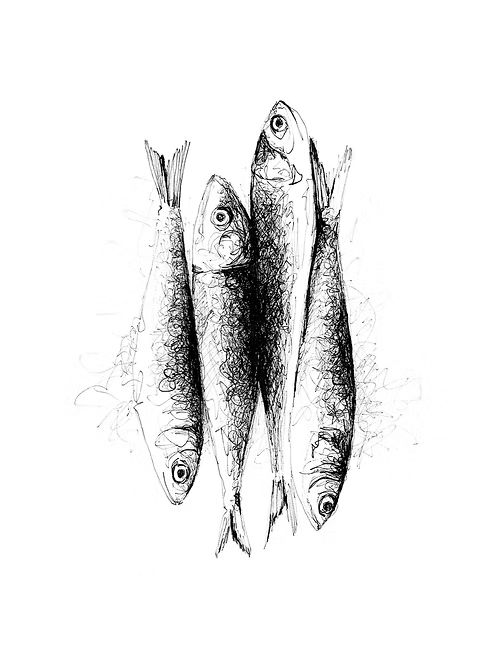 Affiche SARDINES, format A4
