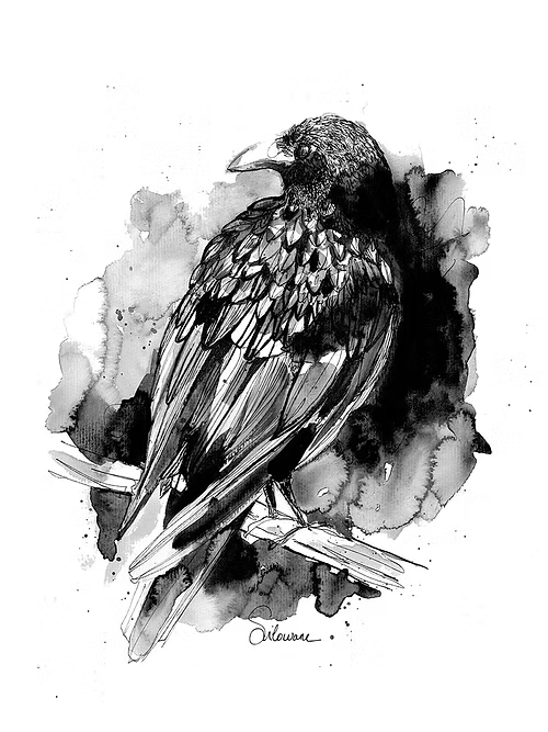 CORBEAU - Illustration - Format A4