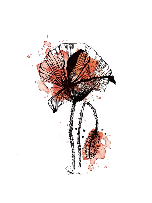 COQUELICOT - Illustration - Format A4